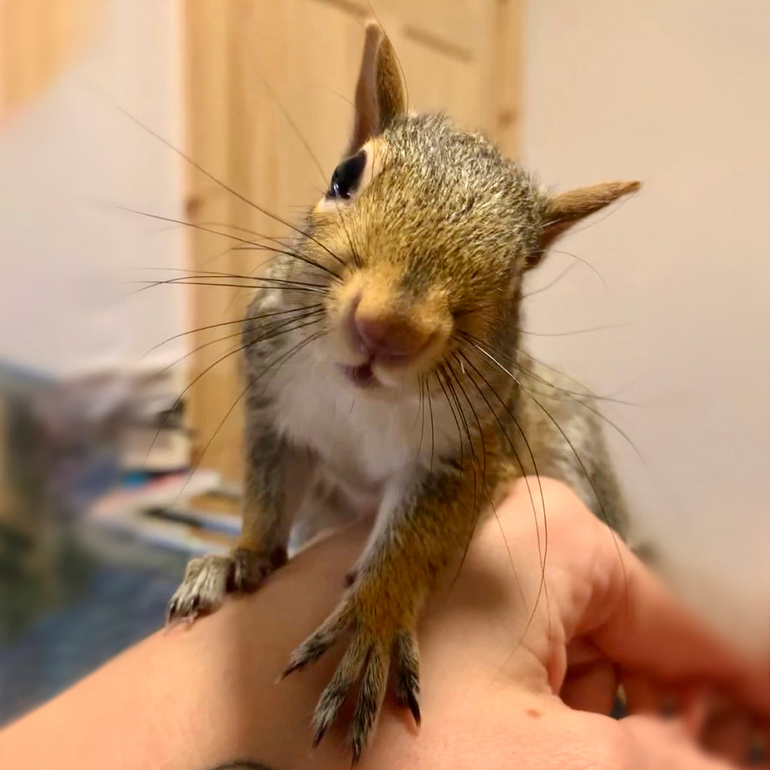 Wildlife Ambassador Uno