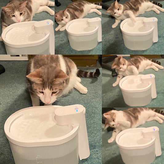 Best Cat Fountain for Hard Water: Top Picks for Clean and Hydrated Felines