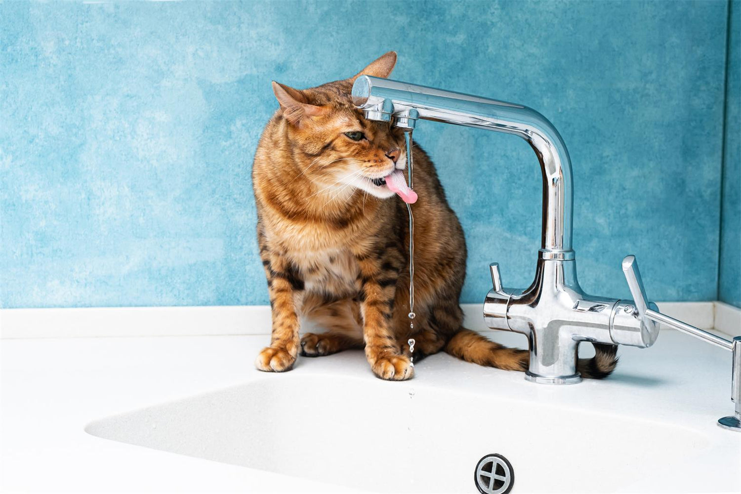 How Much Water Should Your Cat Drink?