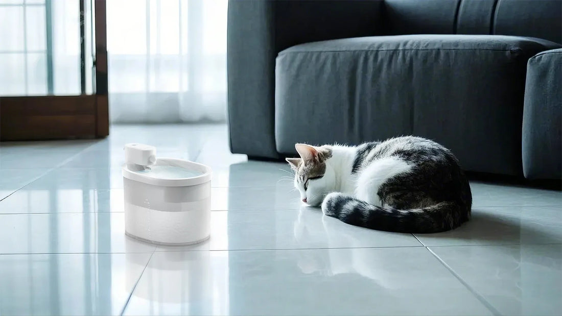 Cat Water Bowl: Essential Tips for Keeping Your Feline Hydrated