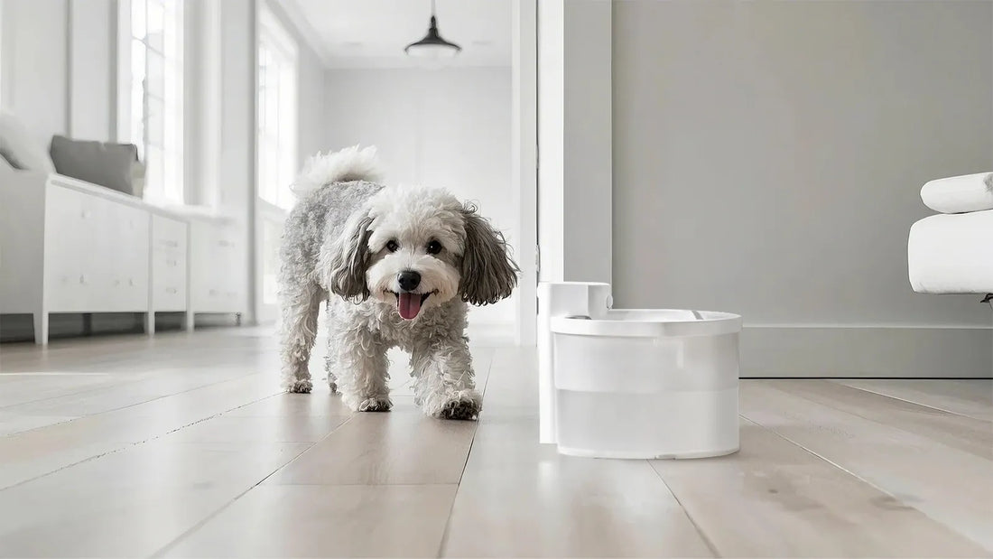 Catit Flower Cat Water Fountain Filters: Essential Guide for Pet Owners