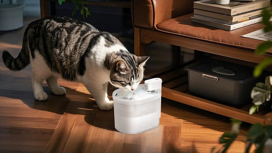 Wireless Cat Water Fountain: The Ultimate Solution for Hydrated Pets