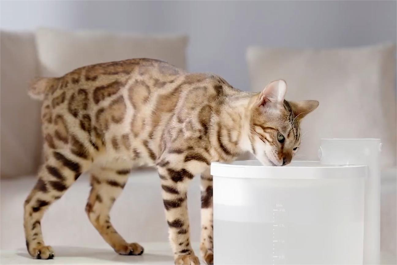 A cat is drinking water from Uahpet wireless cat water fountain