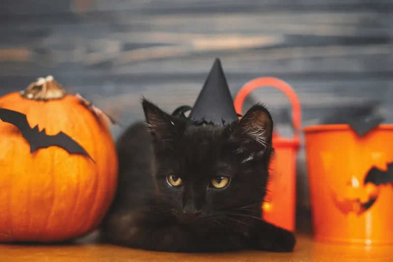 A black cat with some pumpkins