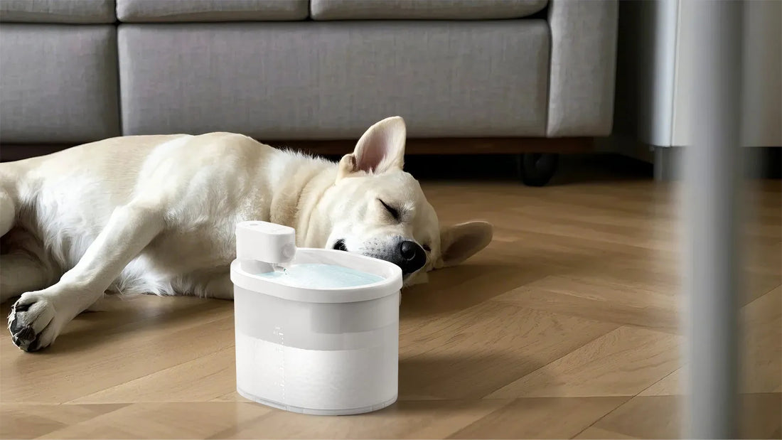 How to Clean Dog Poop Out of Carpet: A Comprehensive Guide