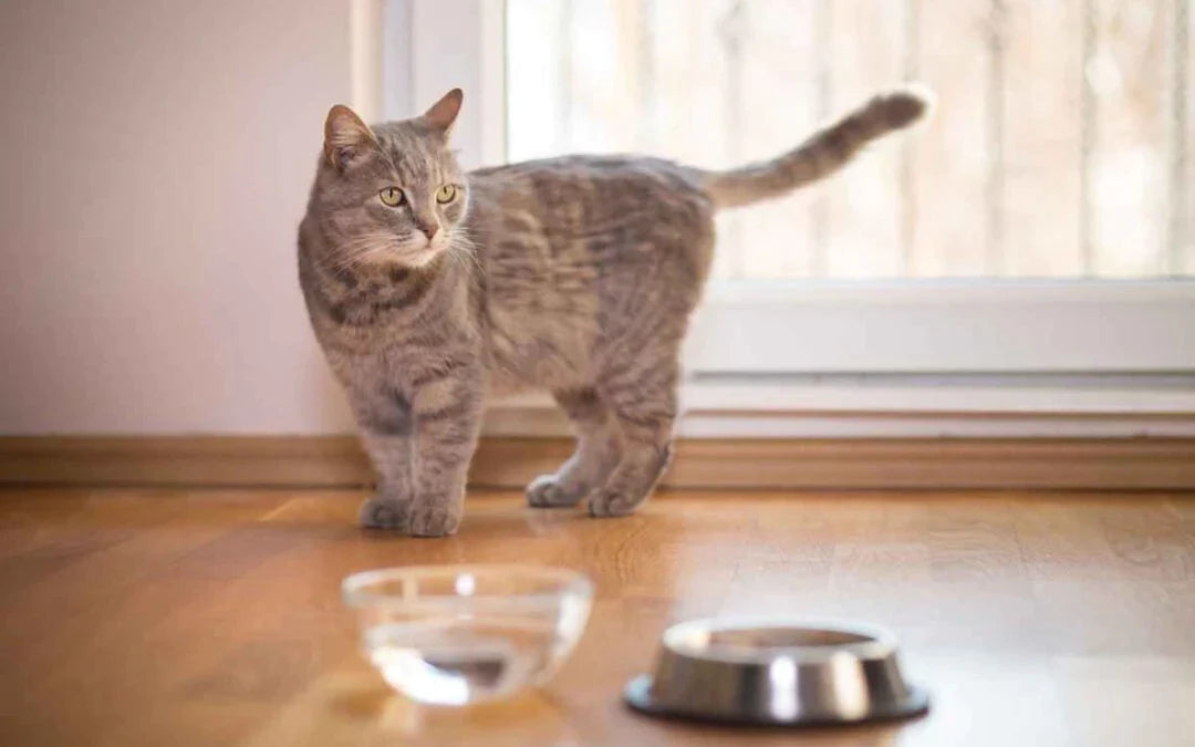 Why Won't My Cat Drink Water Common Reasons and Solutions uahpet