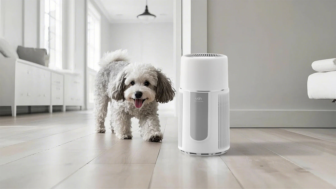 What Is the Best Air Purifier for Pets: A Comprehensive Guide