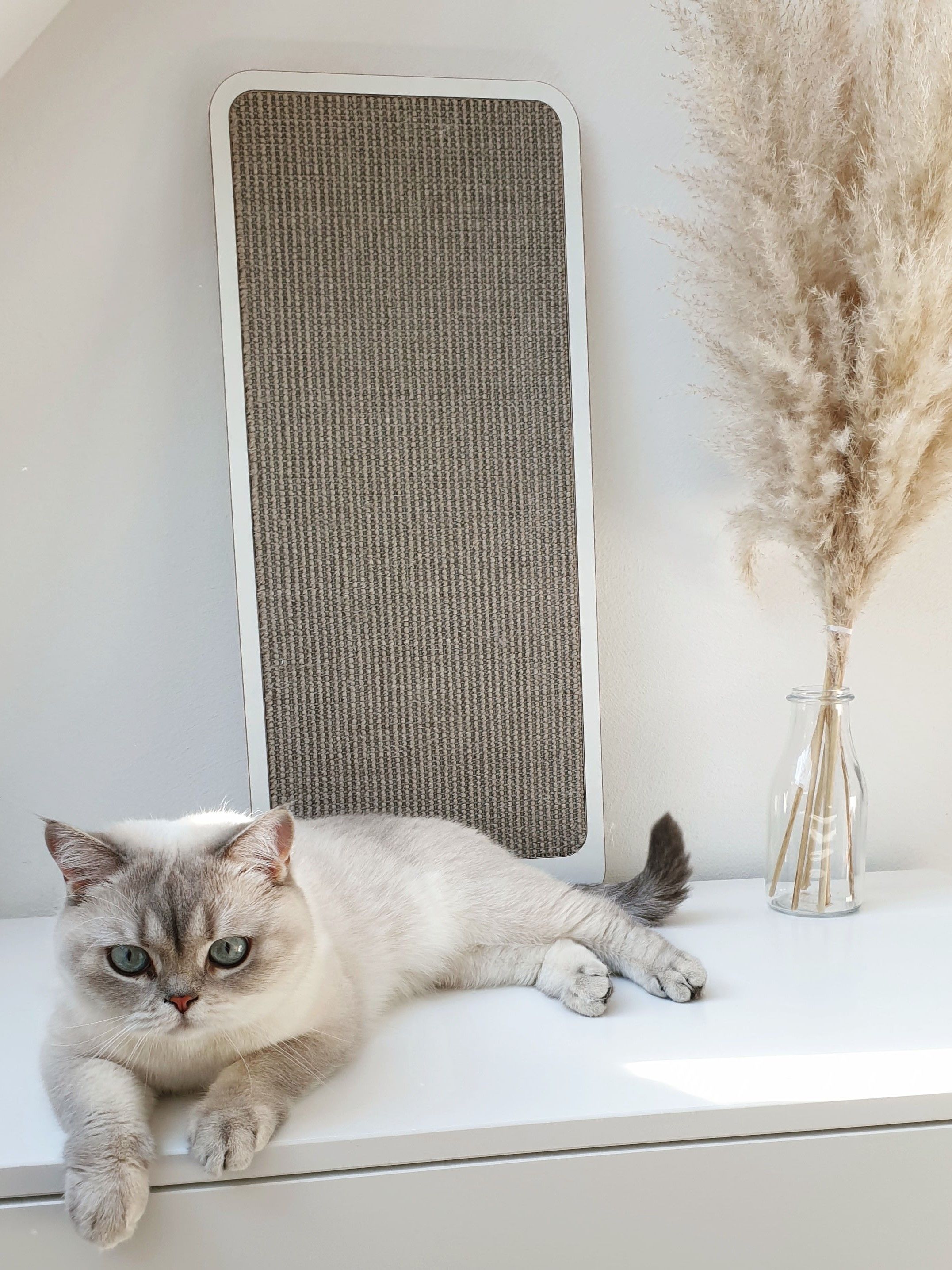 Can You Leave a Cat Alone for 3 Days? Tips for Leaving Your Feline