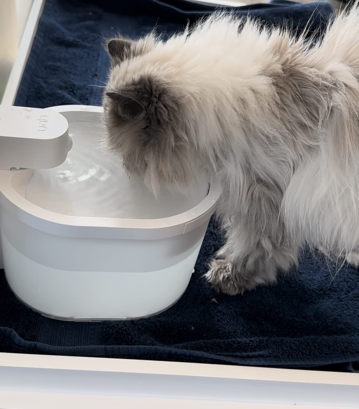 Do Cat Water Fountains Get Moldy? Exploring uahpetofficial