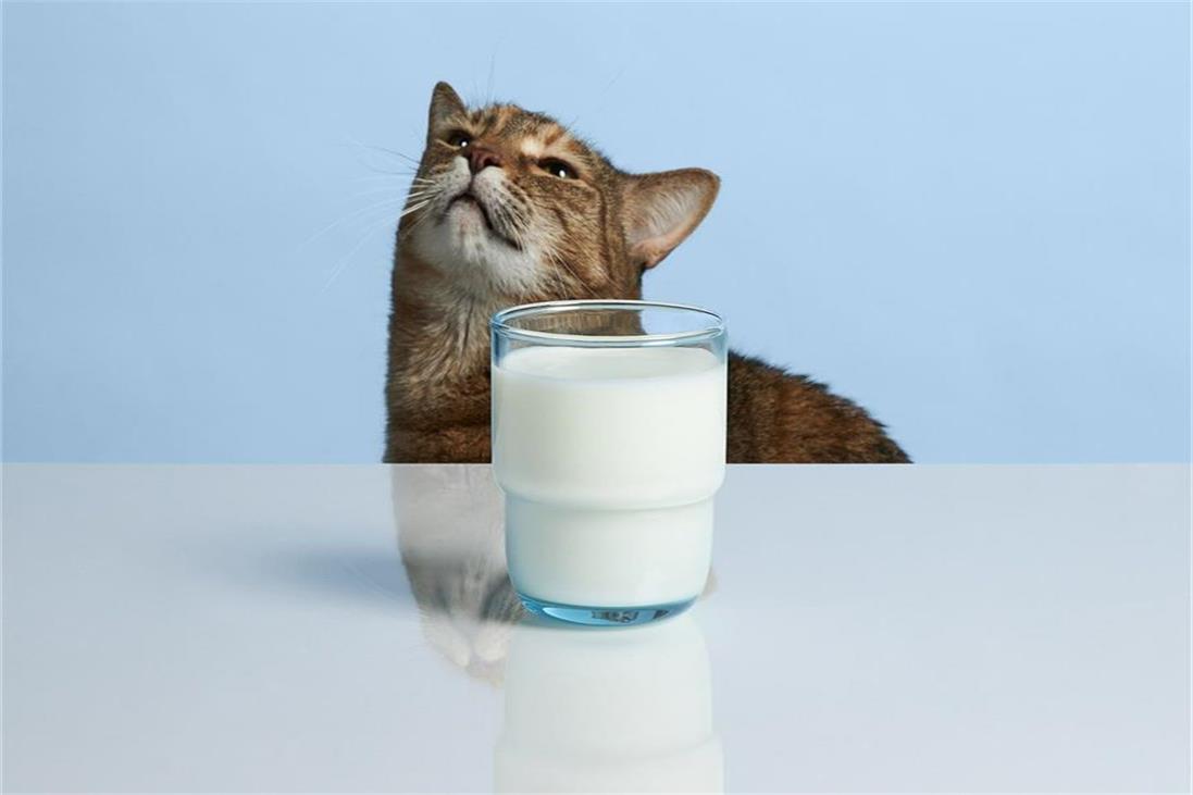 Can cats have deals soya milk