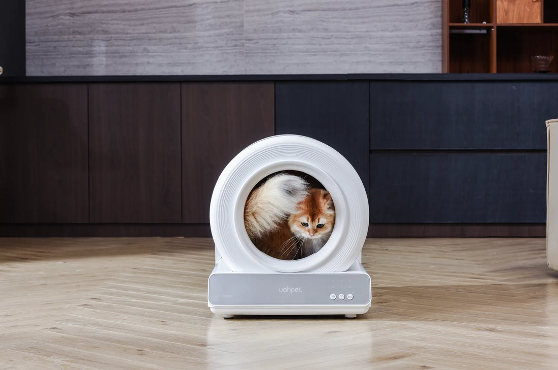 Why Does My Cat Play With the Litter Box? Exploring Feline Behavior