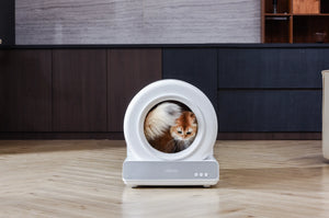 Cleaning Litter Box: Essential Tips for a Fresh and Healthy Environment