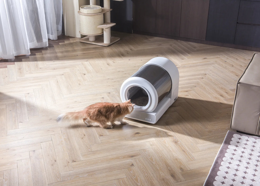 Why Does My Female Cat Pee Outside the Litter Box?