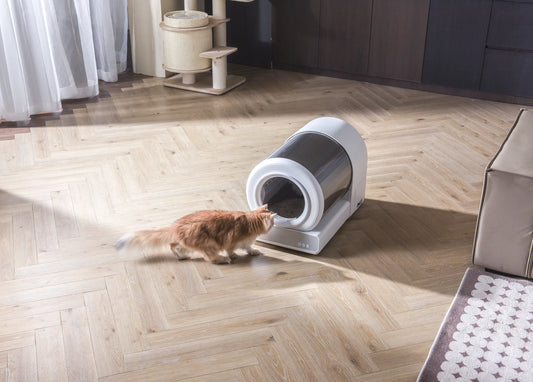 Getting a Cat to Use a New Litter Box: A Comprehensive Guide