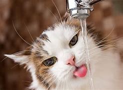 Why Is My Cat Drinking So Much Water: Common Causes and Solutions