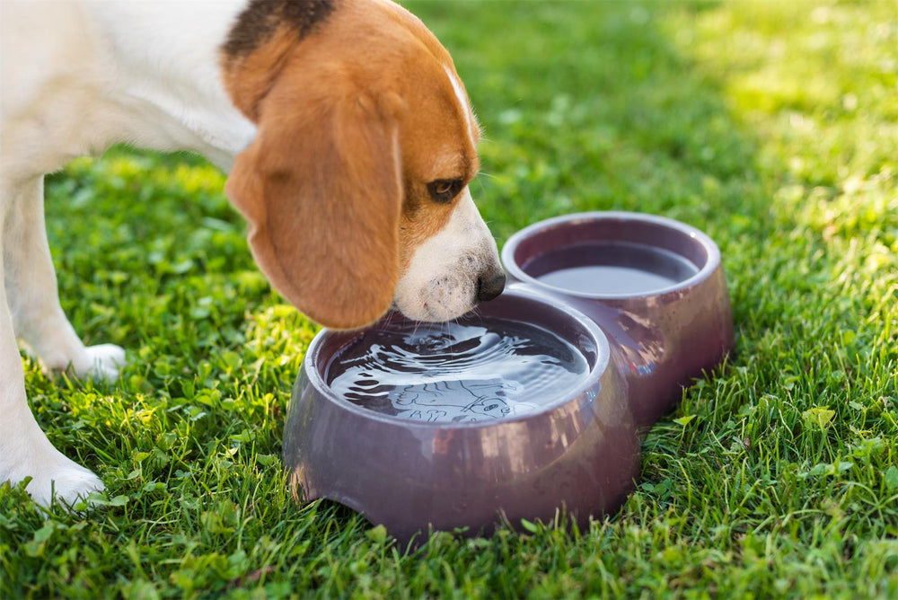 How Long Can Dogs Go Without Water? Safety Tips Uah Pet Blog uahpet