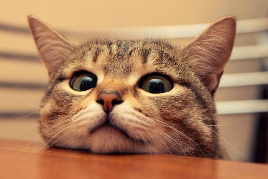 A cute furry cat is wondering
