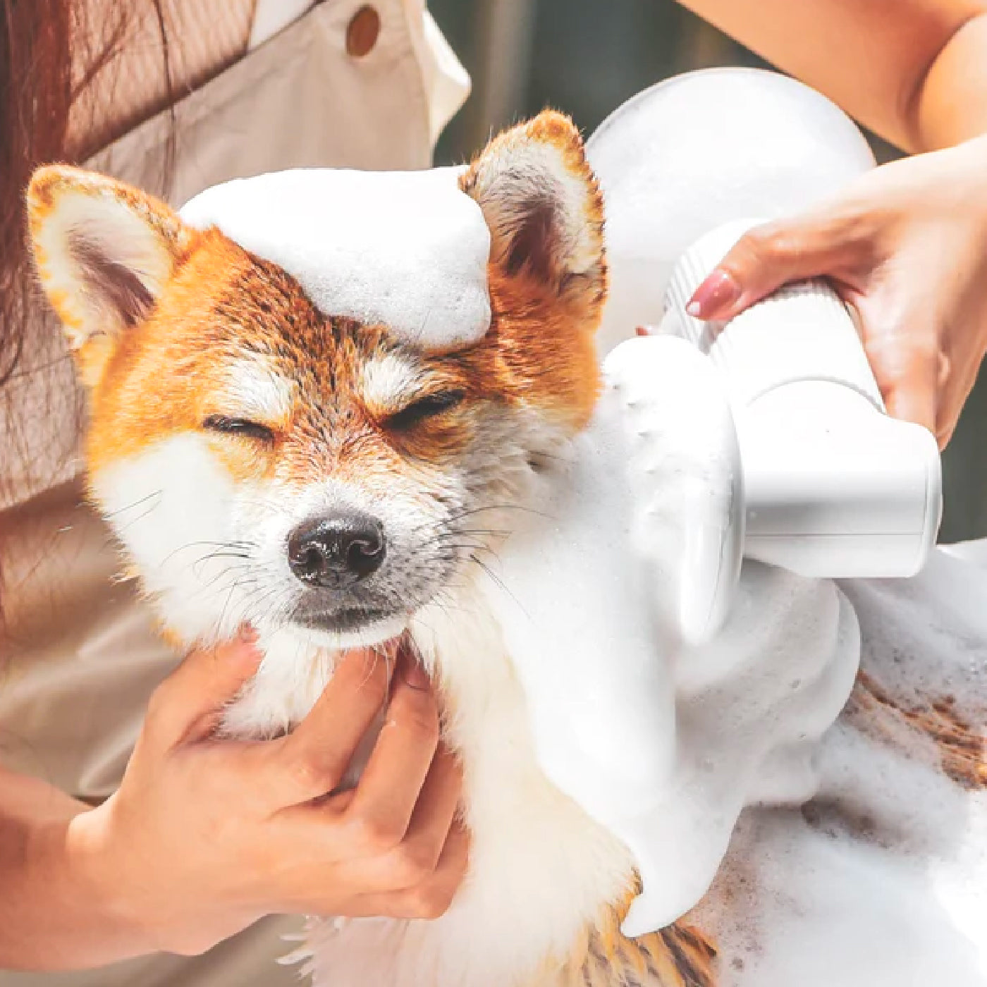 I am sorry, but you may be bathing your dog in a wrong way!