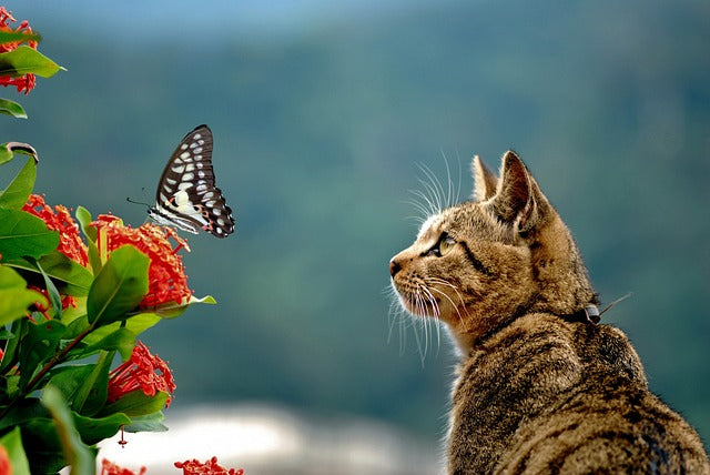 Can a Cat Get Electrocuted from a Water Fountain? A Detailed Guide for