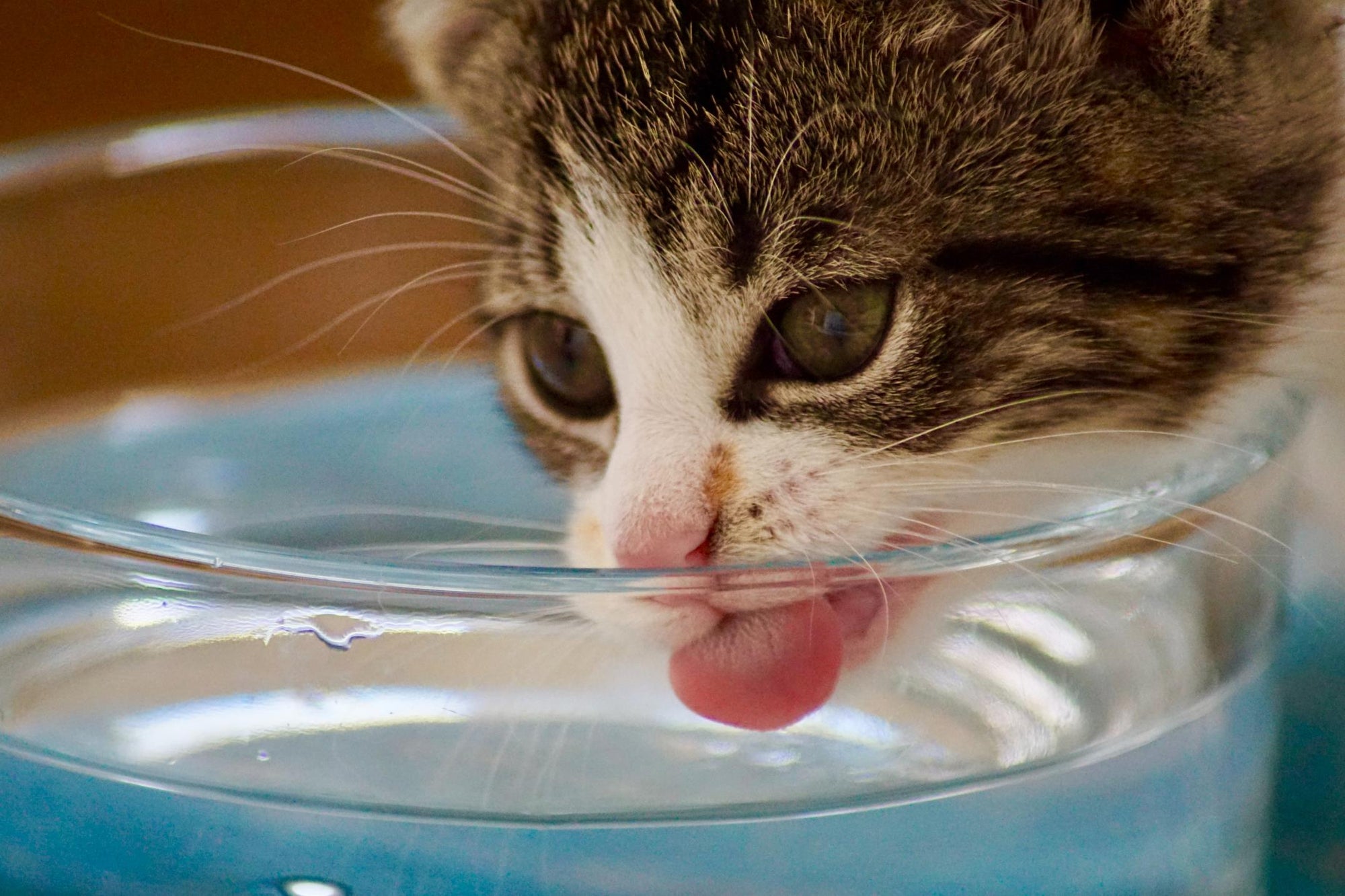 How to Help Your Cat Drink More Water?