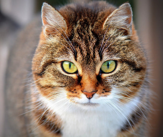 A cat looking at the camera