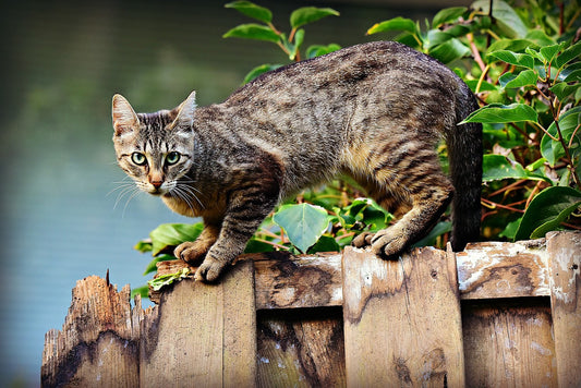 uhapet