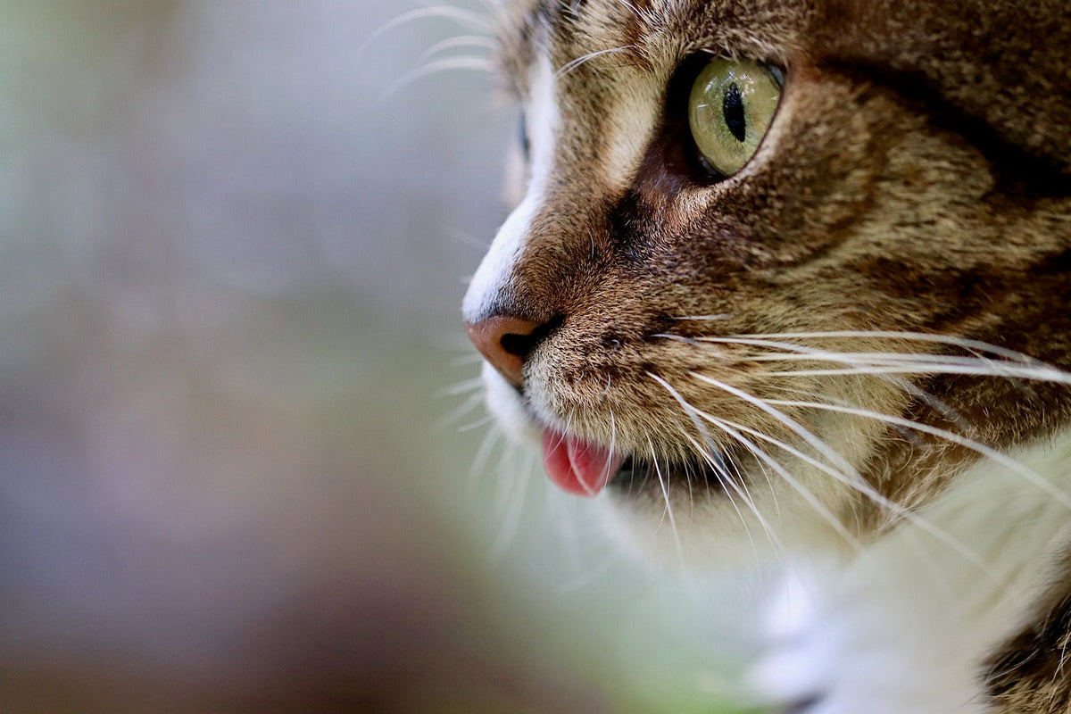 What to Do When a Cat Keeps Trying to Drink from Your Cup