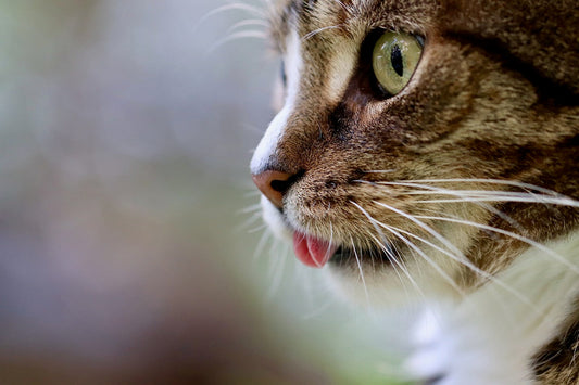 What to Do When a Cat Keeps Trying to Drink from Your Cup