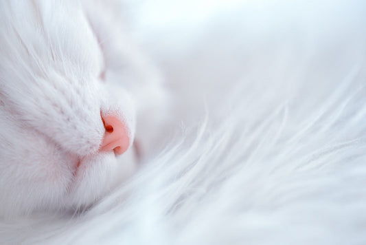 uahpet