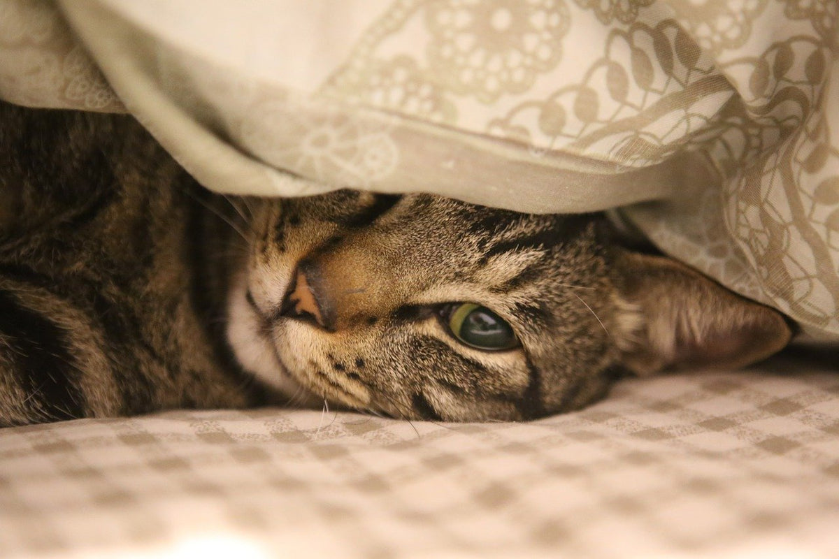 uhapet
