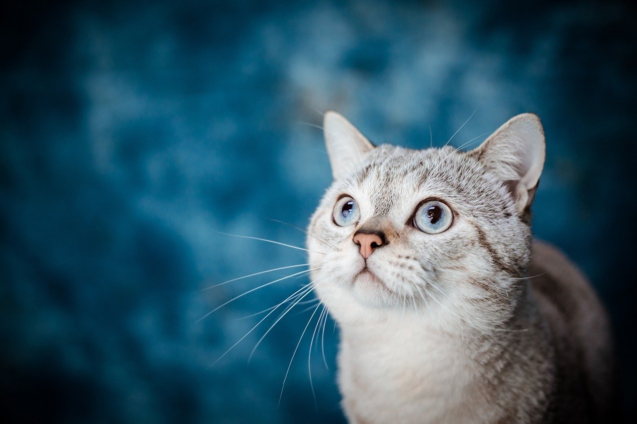 Cat View Color Can Cats See Color? Exploring Their Ability to See Red