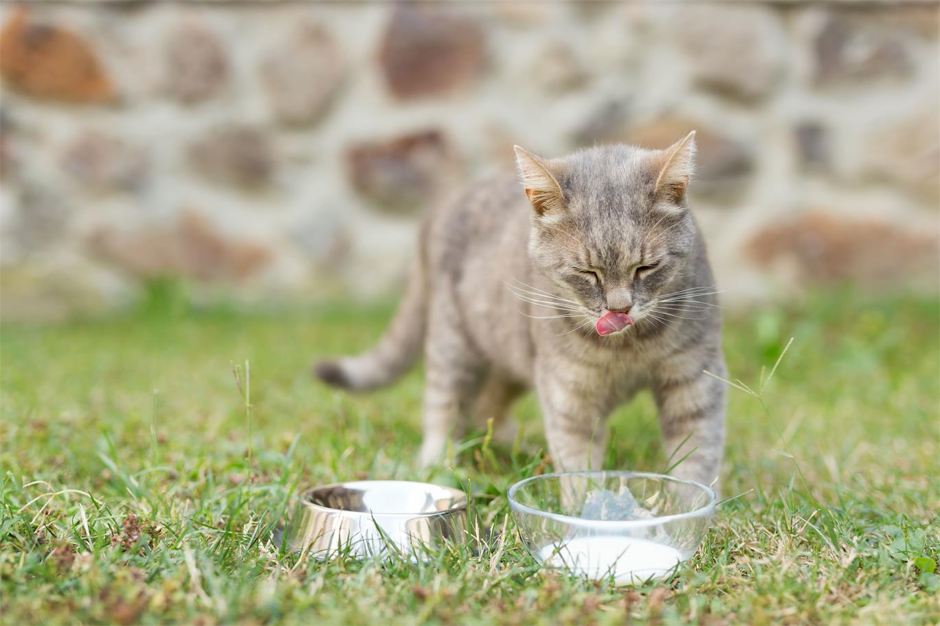 Ultimate Guide to Choosing the Perfect Wireless Cat Water Fountain