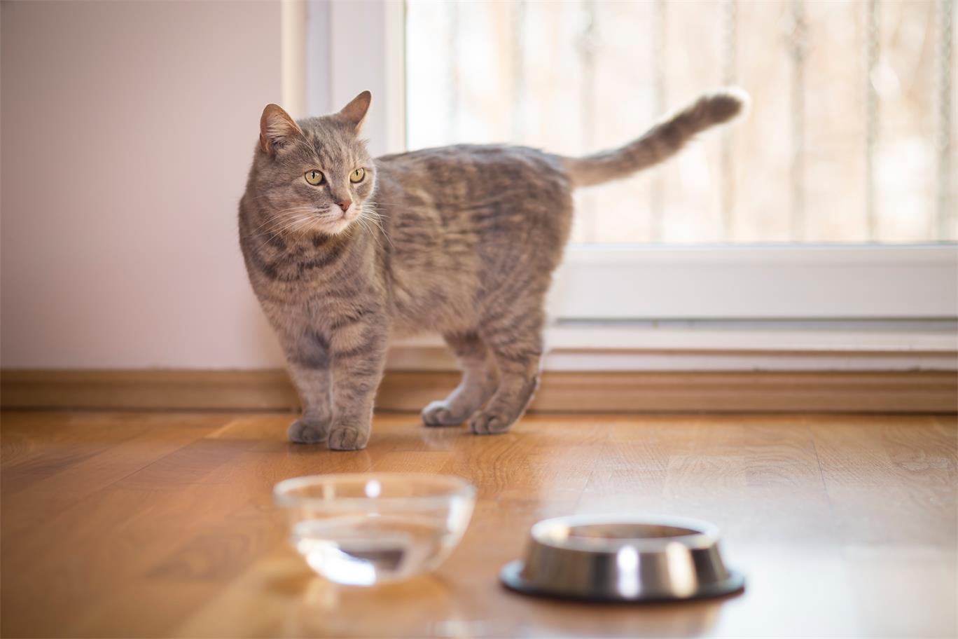 How To Prevent Cat Dehydration?