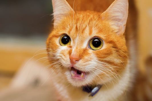 cat meows