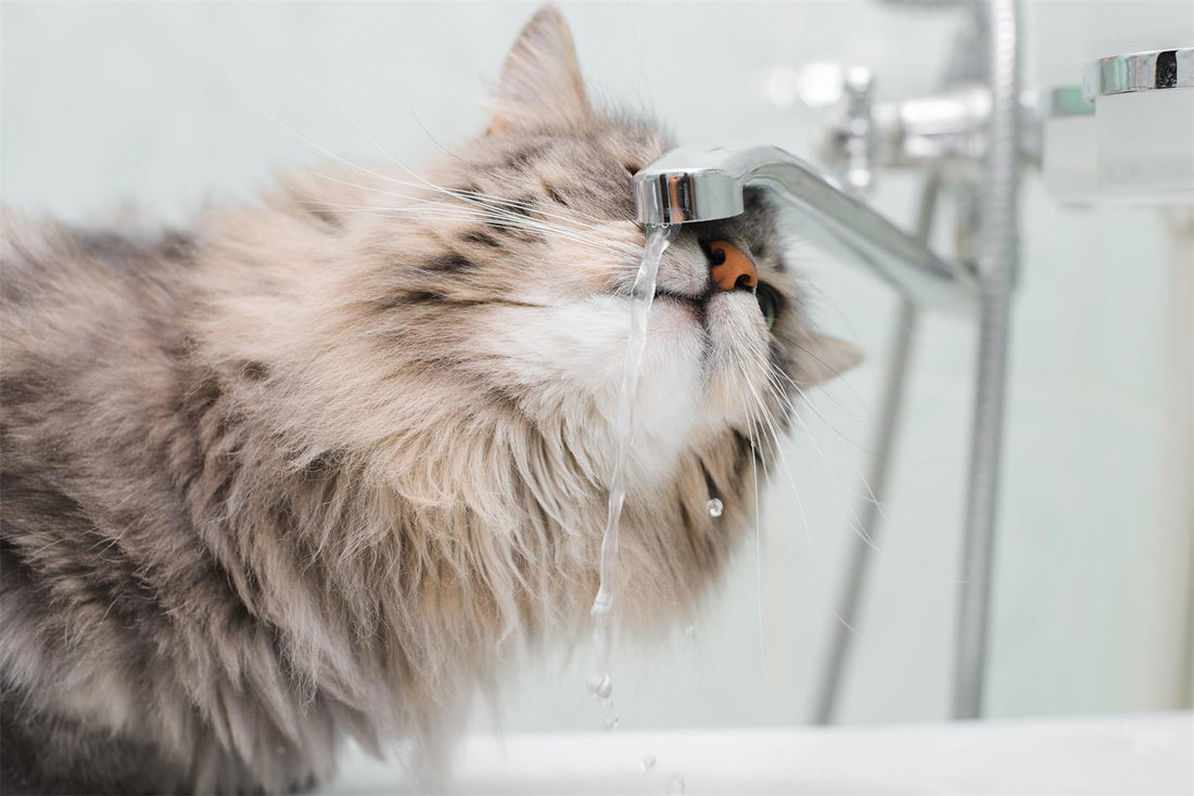 How to Choose the Right Capacity for Your Cat Water Fountain?