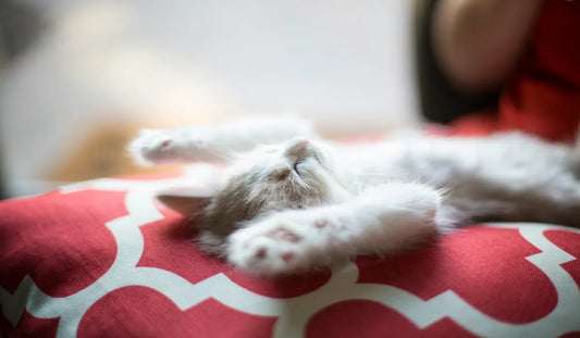 A kitten peacefully stretching out on a patterned cushion, basking in soft light.