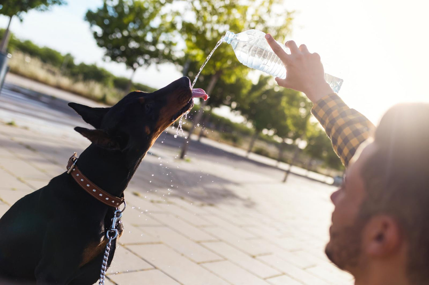 How Often Should I Refill My Dog's Water Bowl?