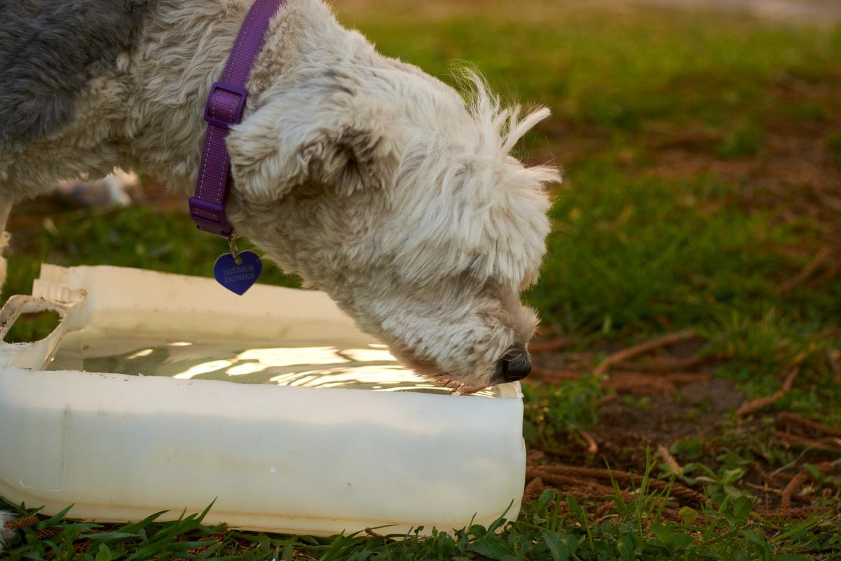 Are Automatic Water Dispensers a Good Option for Dogs? Uahpet Blog