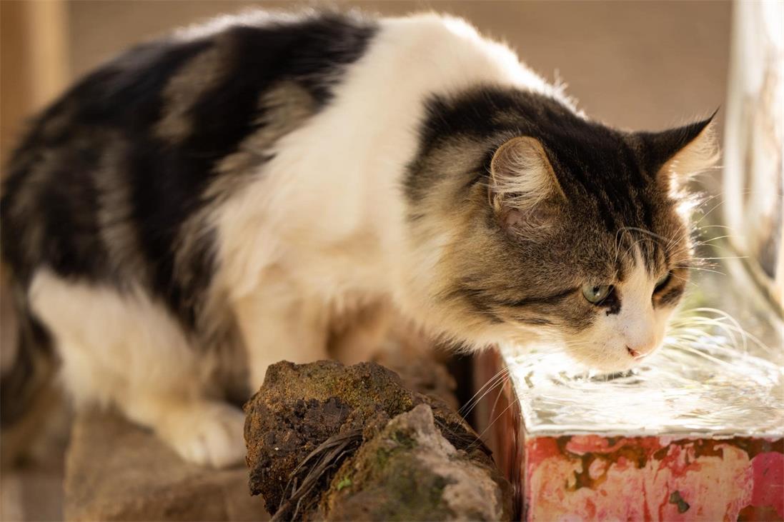 Why a Wireless Water Dispenser is Safer for Your Cat?