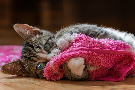 Cat lying on the ground playing with the quilt