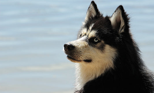 uhapet