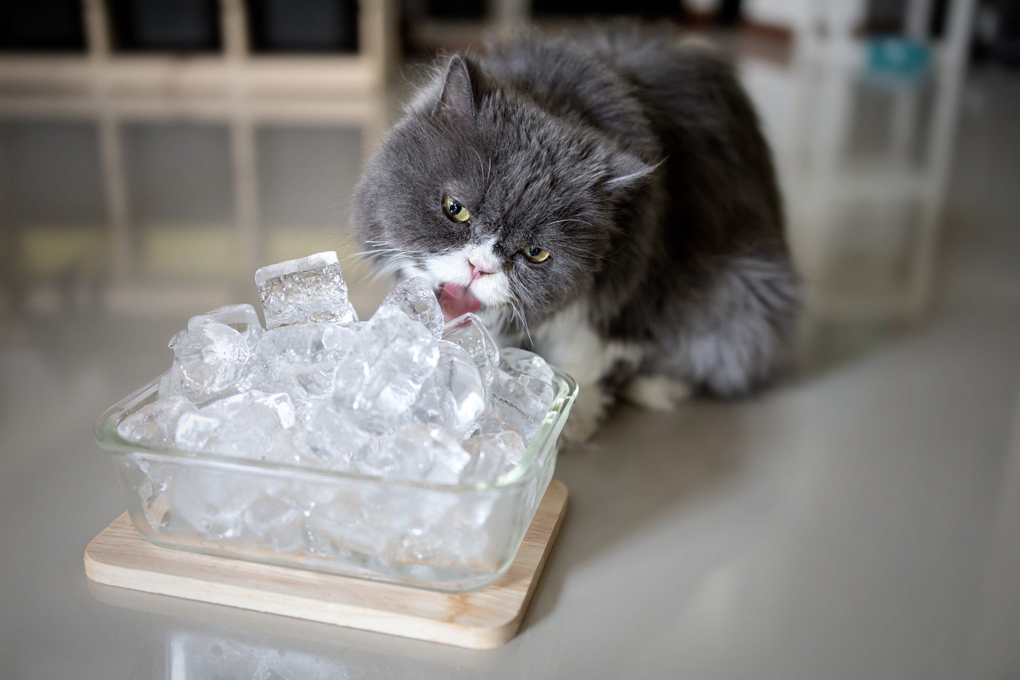 Is It Feasible To Add Ice Cubes To  A Cat Water Fountain?