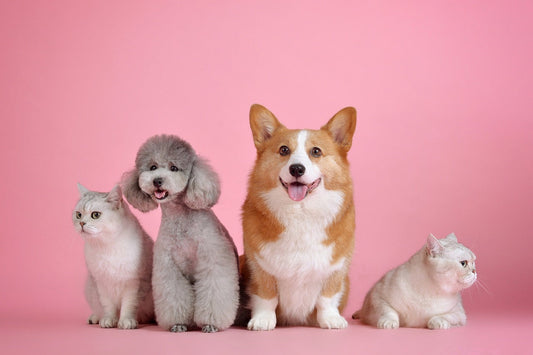 uhapet