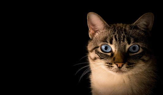 A striking cat with piercing blue eyes, gazing intently against a dark background.