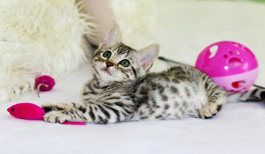 Cat is playing with toys