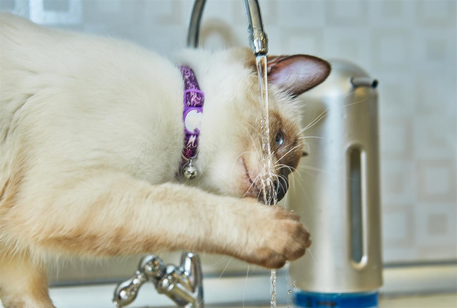 How Long Can Cats Go Without Food And Water How Long Can Cats Go Without Food And Water