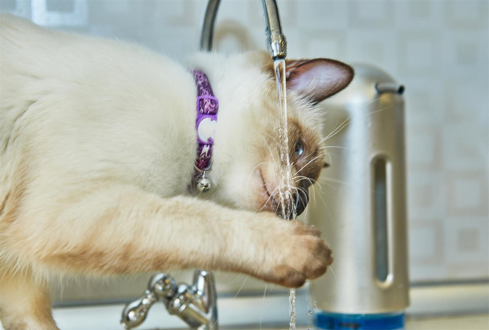 How Long Can Cats Go Without Food and Water? Uahpet Blog uahpet