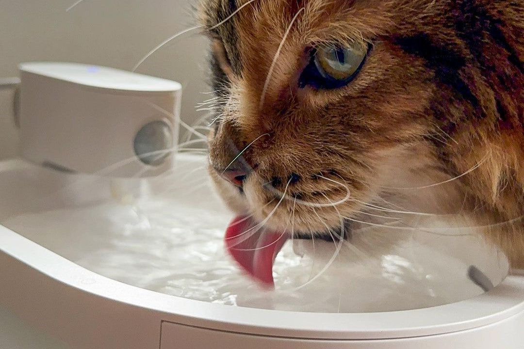 A cat is drinking water from Uahpet wireless cat water fountain