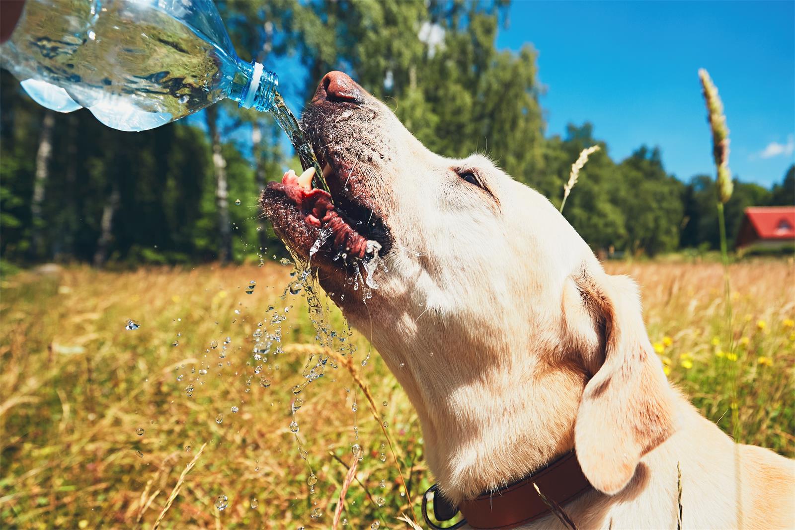 Should I Be Concerned If My Dog Drinks More Water Than Usual?