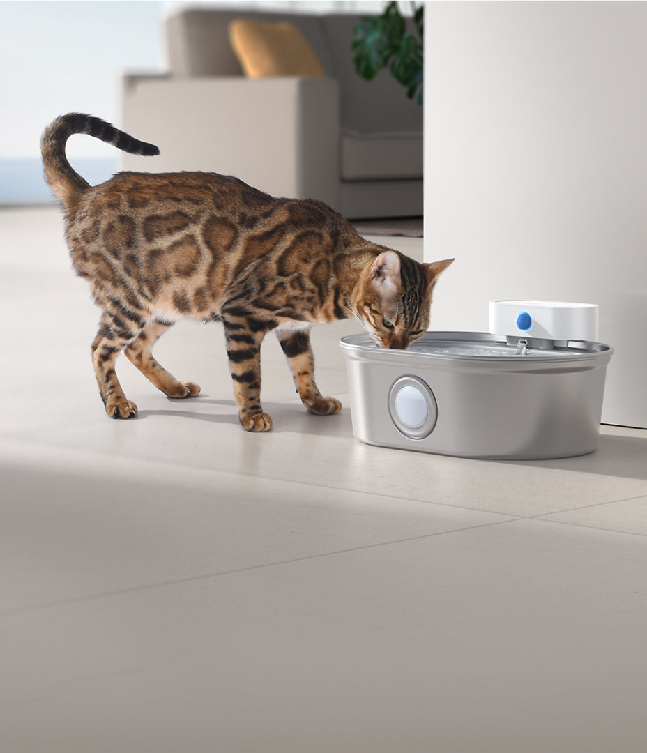 Cat drinks water from the Uahpet water fountain.